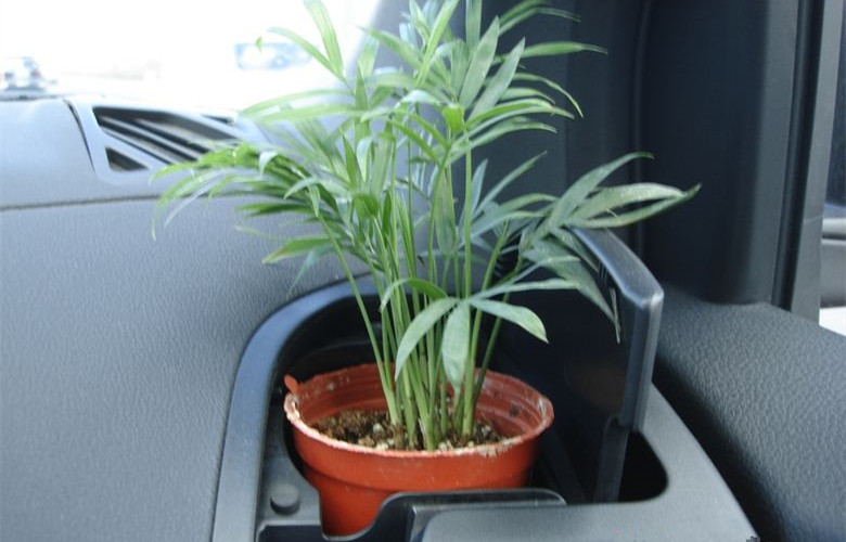 哭笑不得！這三個(gè)誤解居然讓車內(nèi)甲醛超標(biāo)嚴(yán)重！